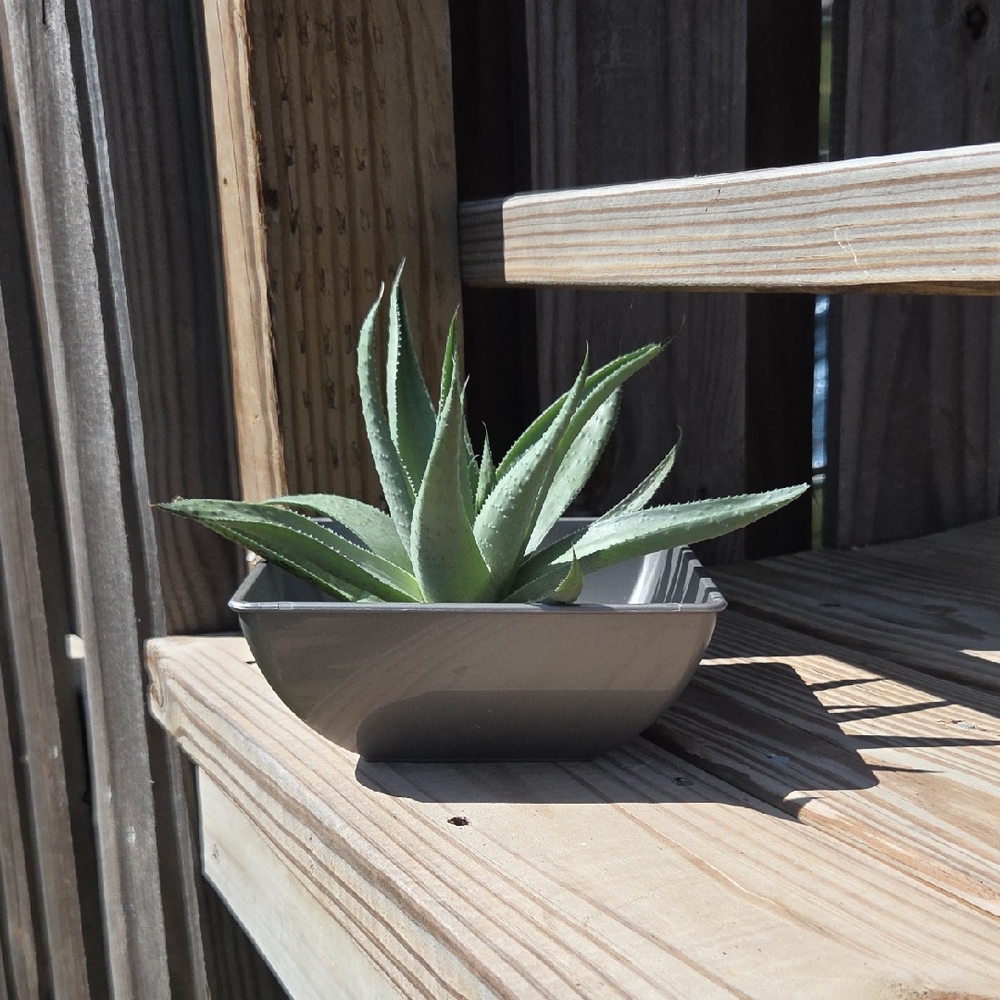 Modern Plastic 6" Succulent Planter